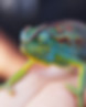 Reptile Still
